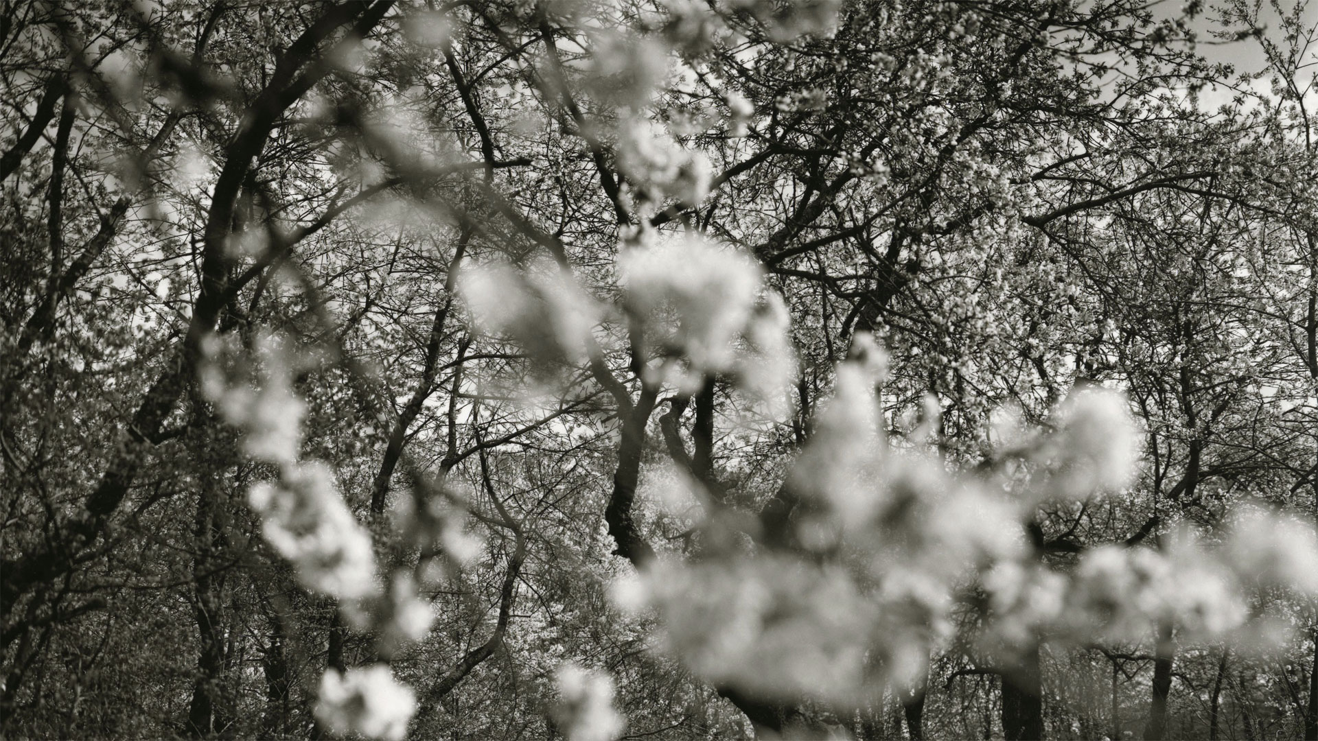 Kontakty. Czas Natury. Czas drzewa – wystawa fotografii w Galerii Atelier