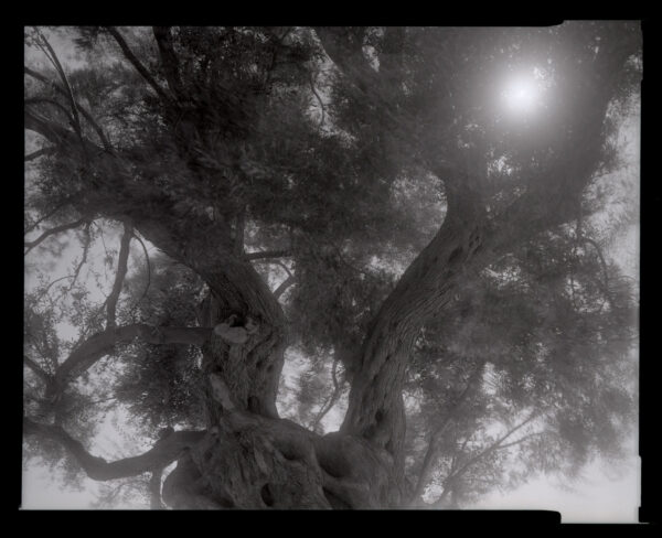 Kontakty. Czas Natury. Czas drzewa - Chełm