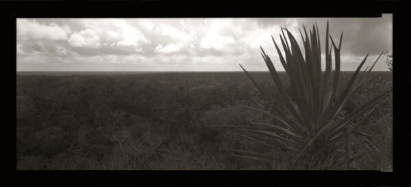 Kontakty. Czas Natury. Czas drzewa - Chełm