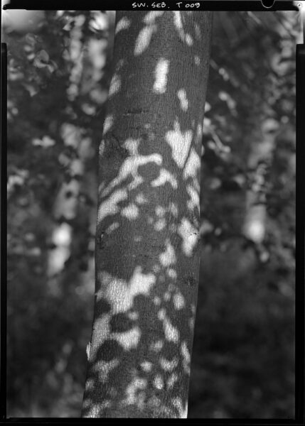 Kontakty. Czas Natury. Czas drzewa - Chełm