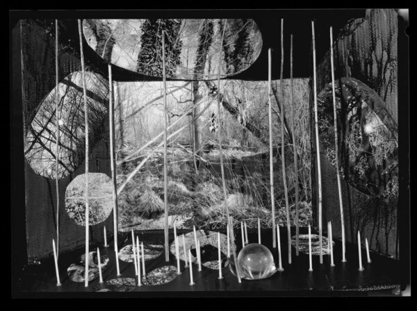 Kontakty. Czas Natury. Czas drzewa - Chełm