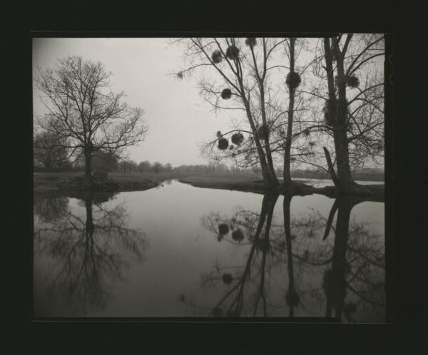 Kontakty. Czas Natury. Czas drzewa - Chełm